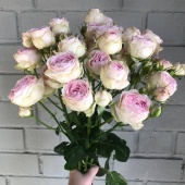 Букет из 5 кустовых роз Дедикейшн