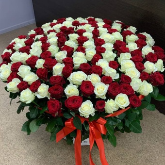 Корзина из 151 красной и белой розы