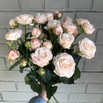 Букет из 5 кустовых роз Бомбастик