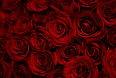 Как выбрать идеальные живые розы или букет?