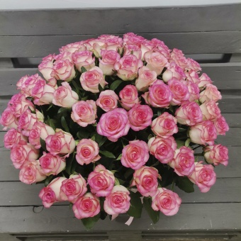 75 Бело розовых роз в шляпной коробке